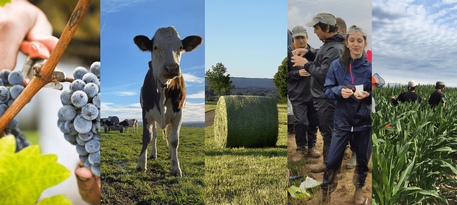 Les métiers de l'agriculture